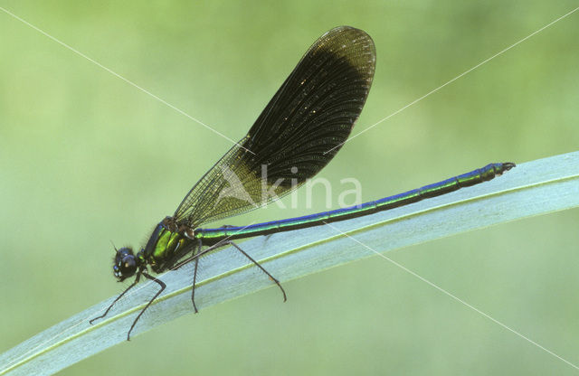 Weidebeekjuffer (Calopteryx splendens)