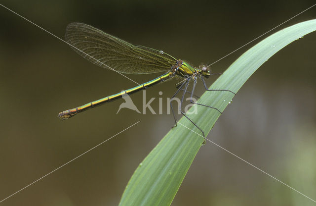 Weidebeekjuffer (Calopteryx splendens)