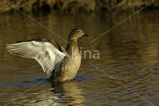 Wilde Eend (Anas platyrhynchos)