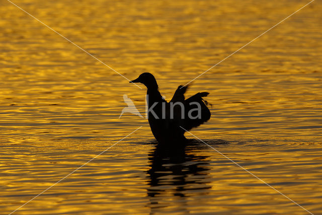 Wilde Eend (Anas platyrhynchos)