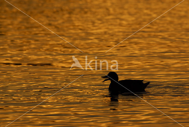 Wilde Eend (Anas platyrhynchos)