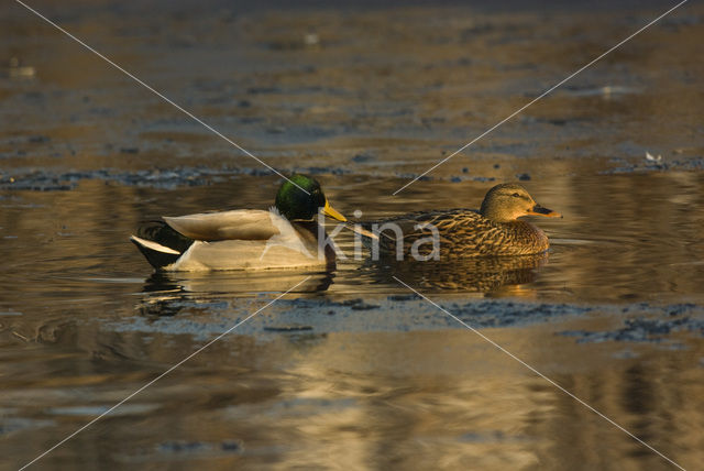 Wilde Eend (Anas platyrhynchos)