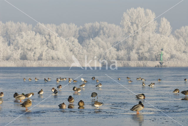 Wilde Eend (Anas platyrhynchos)