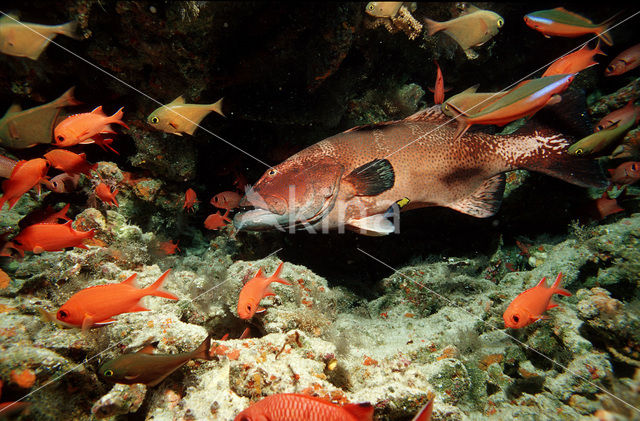 Blacksaddled coralgrouper (Plectropomus laevis)