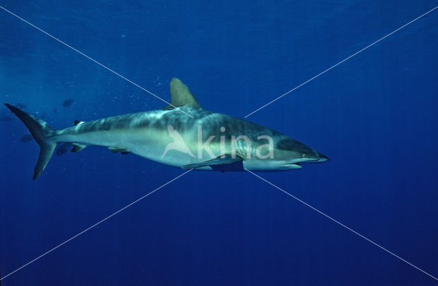 Zijdehaai (Carcharhinus falciformis)