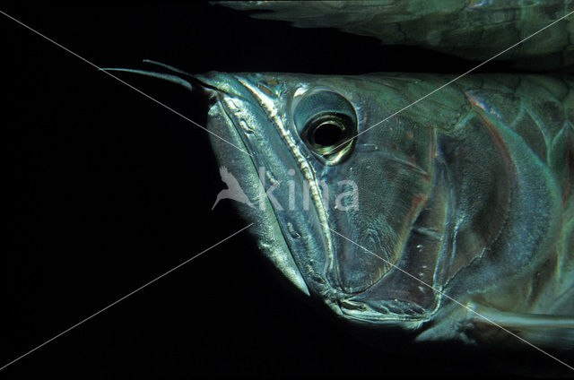 Zilveren Arowana (Osteoglossum bicirrhosum)