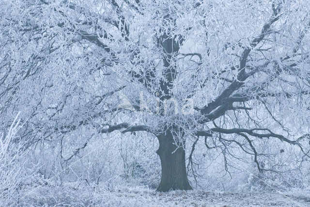 Zomereik (Quercus robur)