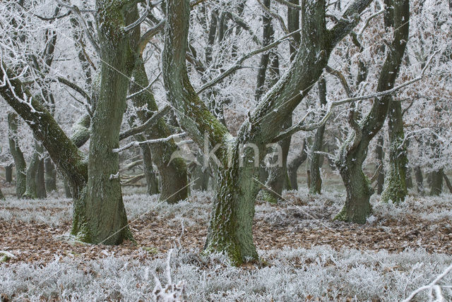 Zomereik (Quercus robur)