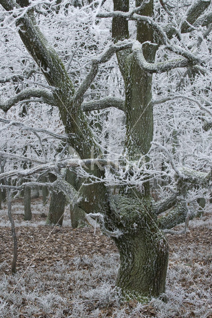 Zomereik (Quercus robur)