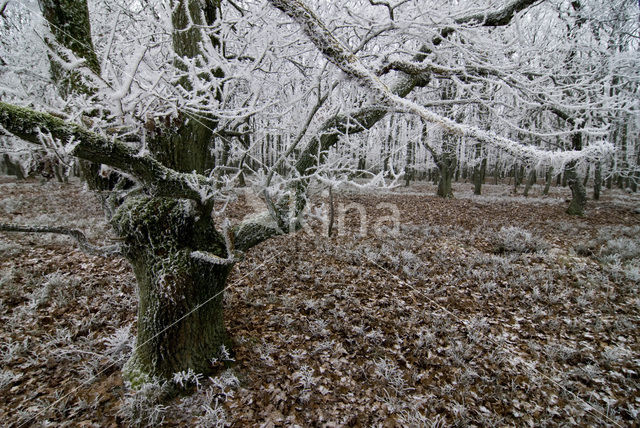 Zomereik (Quercus robur)