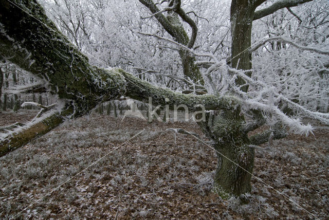 Zomereik (Quercus robur)