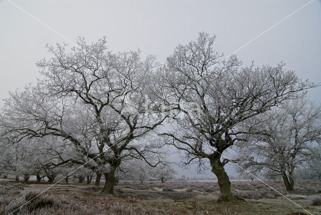 Zomereik (Quercus robur)