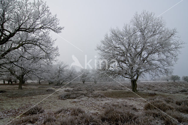 Zomereik (Quercus robur)