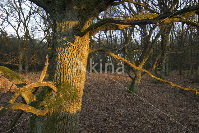 Zomereik (Quercus robur)