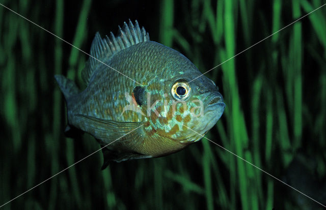 Zonnebaars (Lepomis gibbosus)