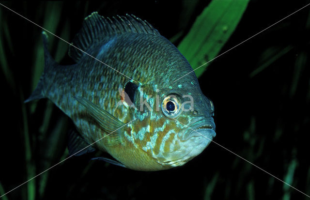 Zonnebaars (Lepomis gibbosus)