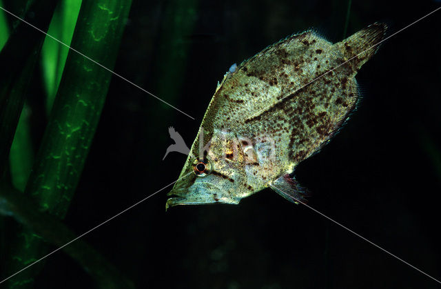 Zuid-Amerikaanse bladvis (Monocirrhus polyacanthus)