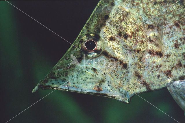 Zuid-Amerikaanse bladvis (Monocirrhus polyacanthus)