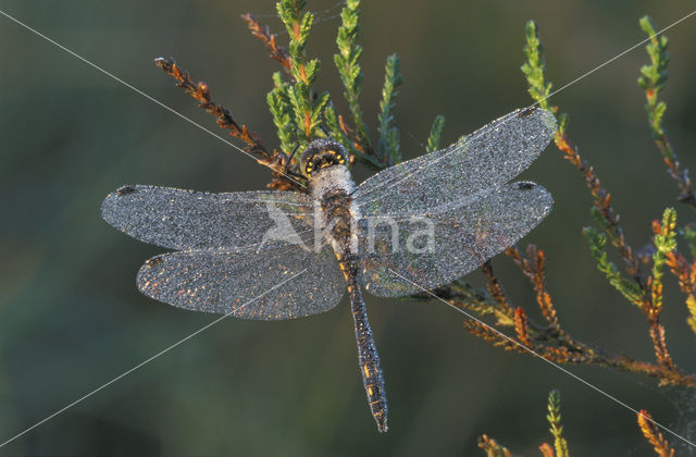 Black Darter (Sympetrum danae)