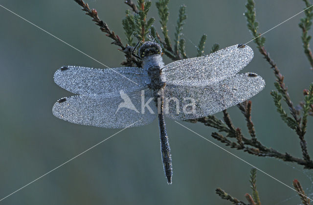 Zwarte heidelibel (Sympetrum danae)