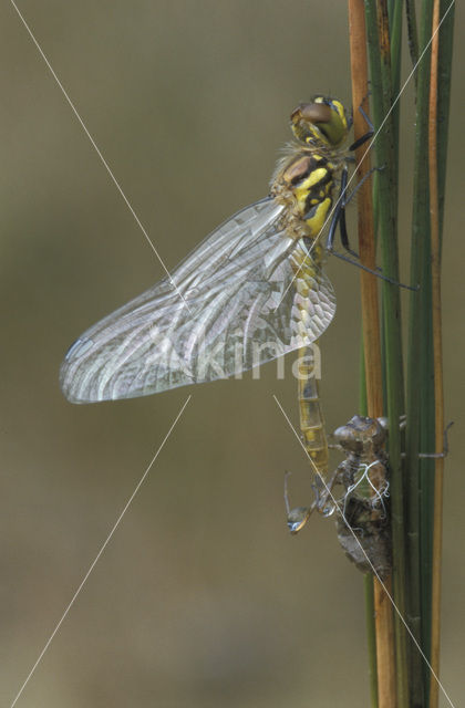 Zwarte heidelibel (Sympetrum danae)