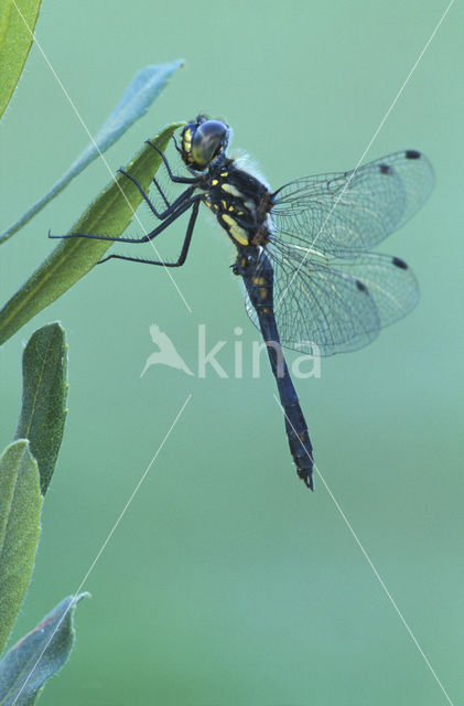 Zwarte heidelibel (Sympetrum danae)