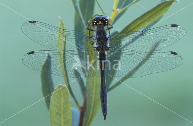 Zwarte heidelibel (Sympetrum danae)