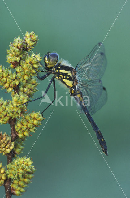 Zwarte heidelibel (Sympetrum danae)