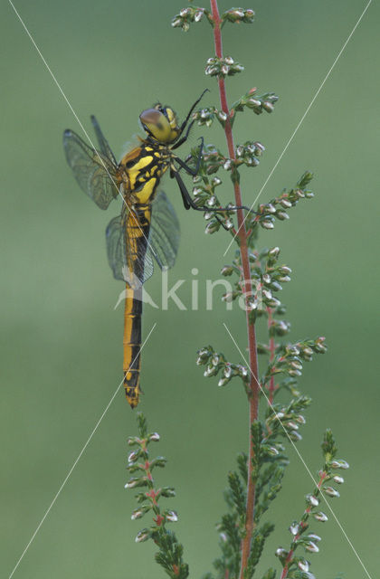 Zwarte heidelibel (Sympetrum danae)