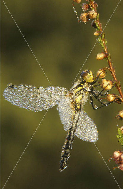 Zwarte heidelibel (Sympetrum danae)