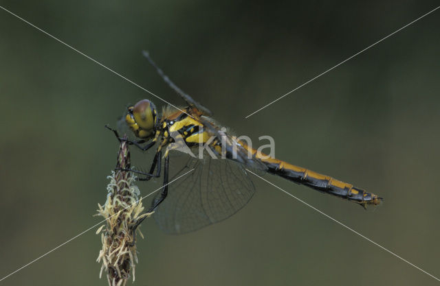 Zwarte heidelibel (Sympetrum danae)