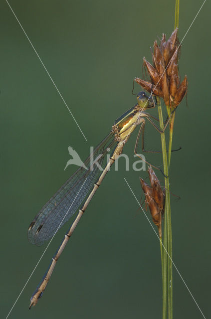 Zwervende pantserjuffer (Lestes barbarus)