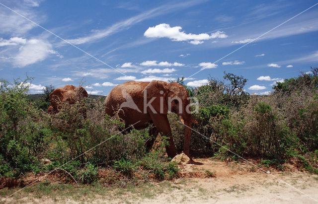 Afrikaanse olifant (Loxodonta africana)