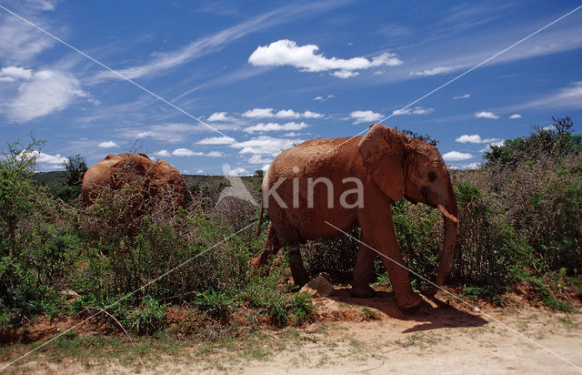 Afrikaanse olifant (Loxodonta africana)