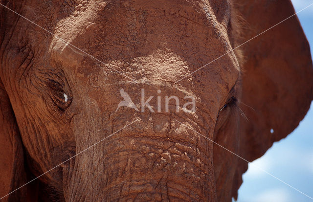 Afrikaanse olifant (Loxodonta africana)