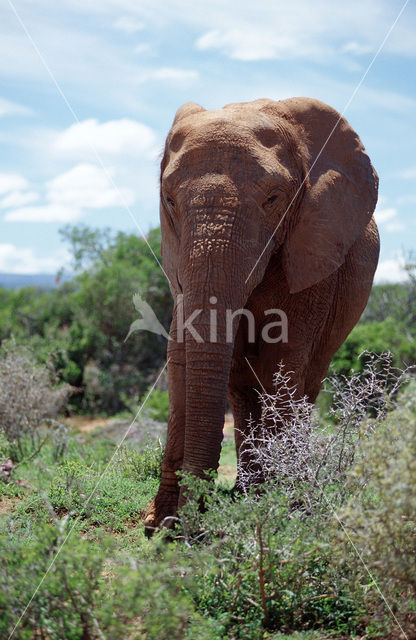 Afrikaanse olifant (Loxodonta africana)