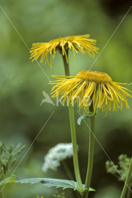 Alant (Inula)