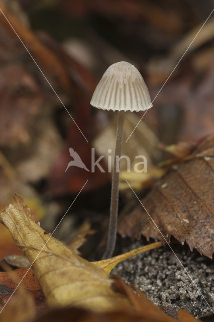 Alkalimycena (Mycena alcalina)