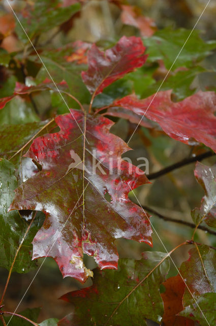 Amerikaanse eik (Quercus rubra)