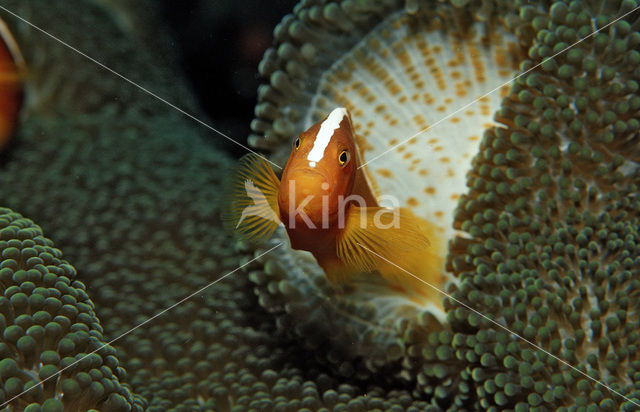 Anemoonvis (Amphiprion dandaracinos)