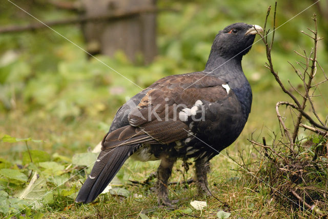 Auerhoen (Tetrao urogallus)