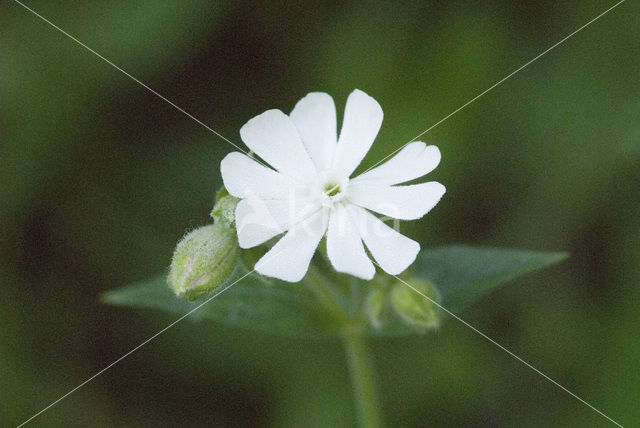 Avondkoekoeksbloem (Silene latifolia)