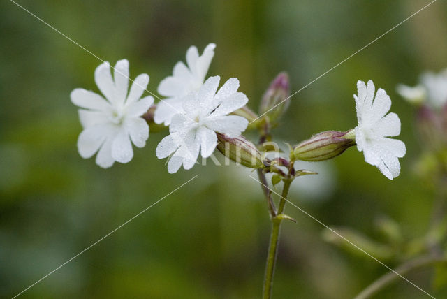 Avondkoekoeksbloem (Silene latifolia)