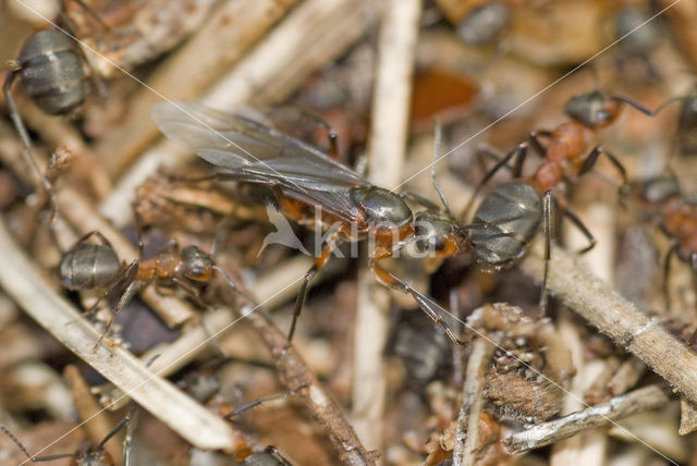 Behaarde rode bosmier (Formica rufa)