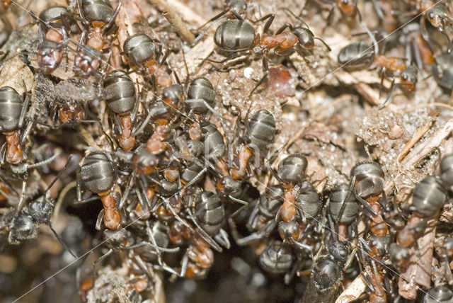 Behaarde rode bosmier (Formica rufa)