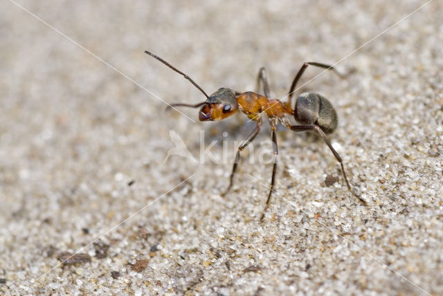 Behaarde rode bosmier (Formica rufa)