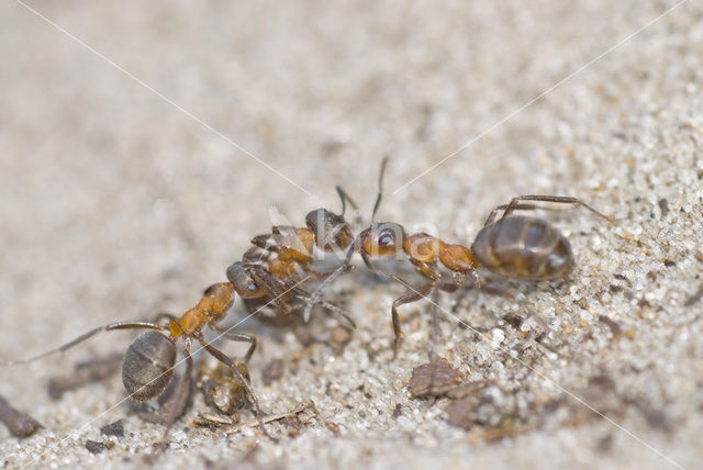 Behaarde rode bosmier (Formica rufa)