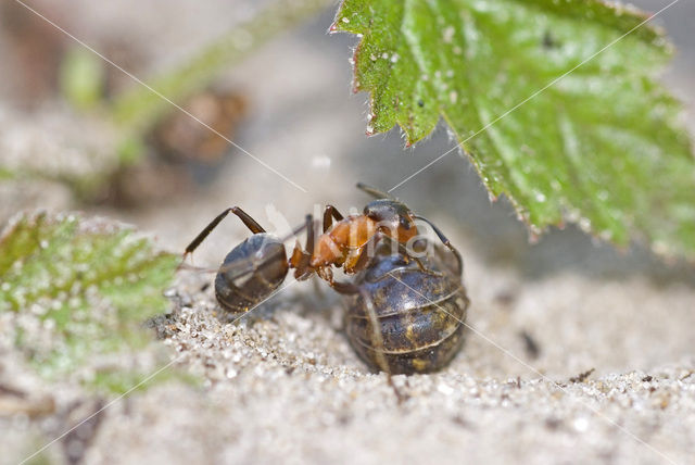 Behaarde rode bosmier (Formica rufa)