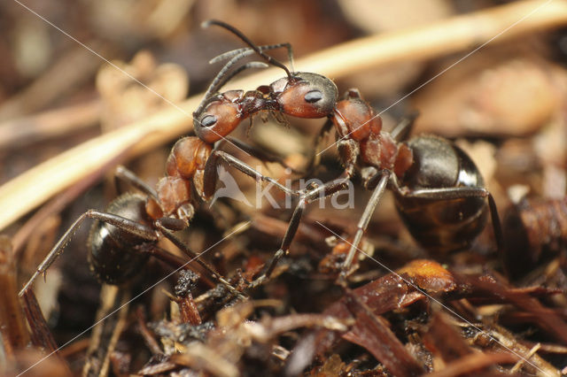 Behaarde rode bosmier (Formica rufa)