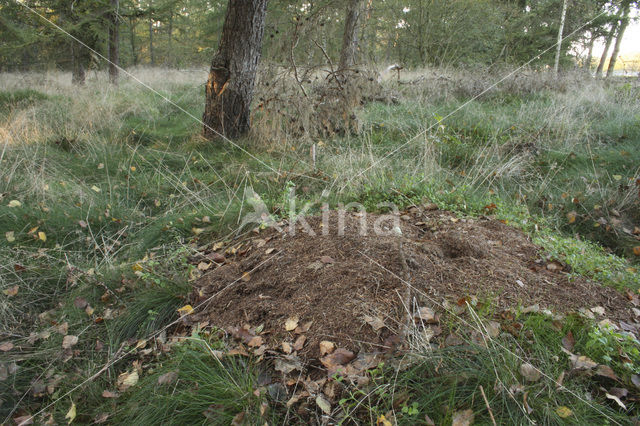 Behaarde rode bosmier (Formica rufa)